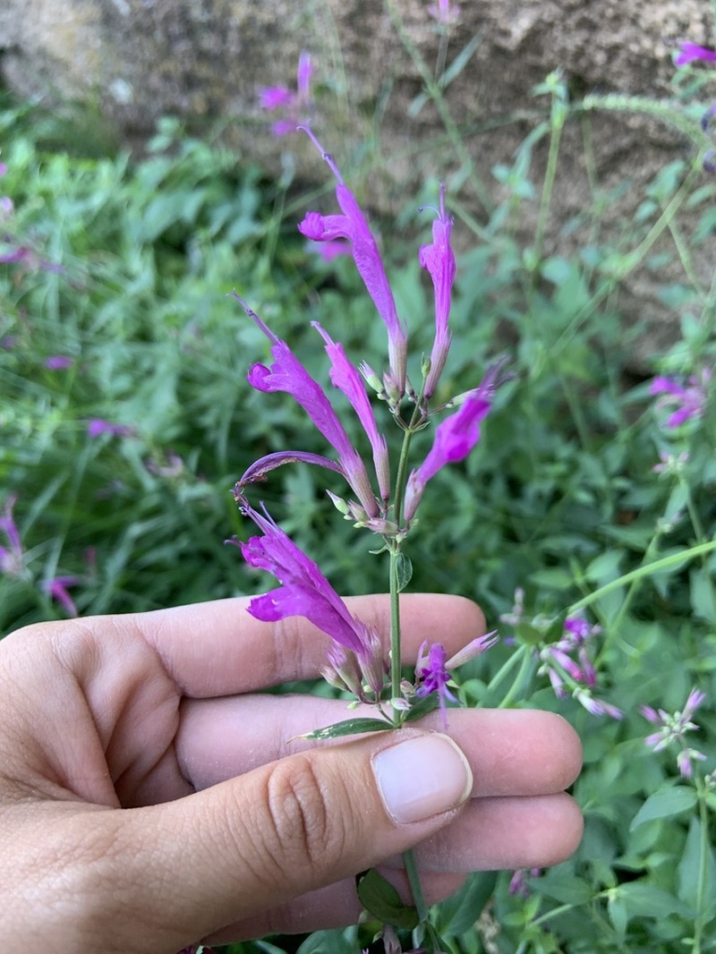 Mosquito Plant photo 5
