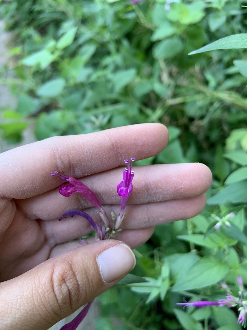 Mosquito Plant photo 7