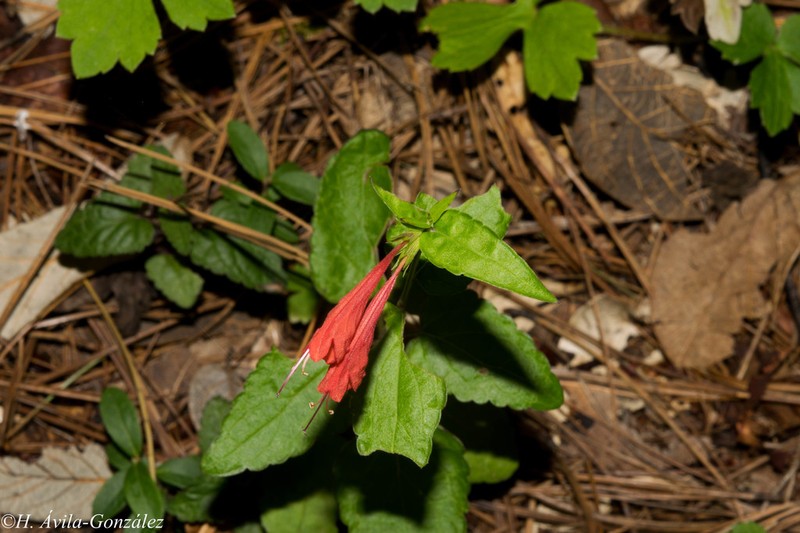 Agastache coccinea