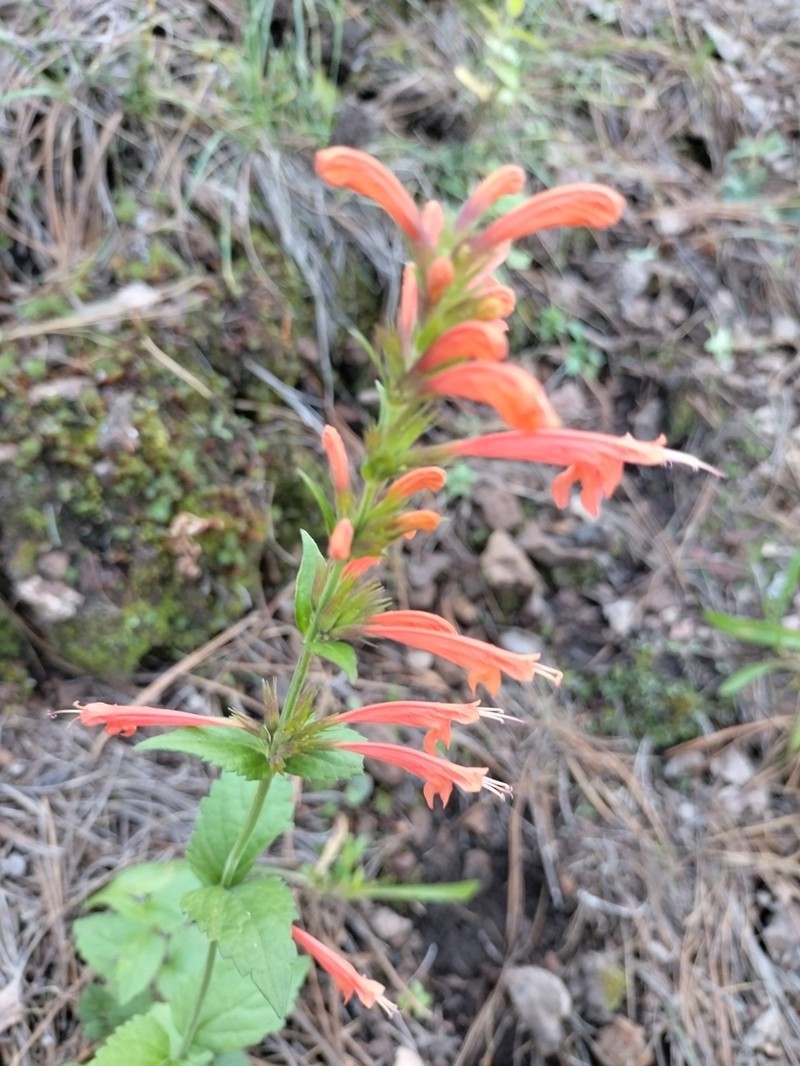 Agastache coccinea photo 2