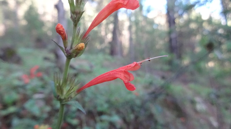 Agastache coccinea photo 3