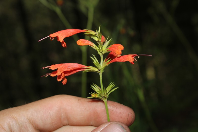 Agastache coccinea photo 4