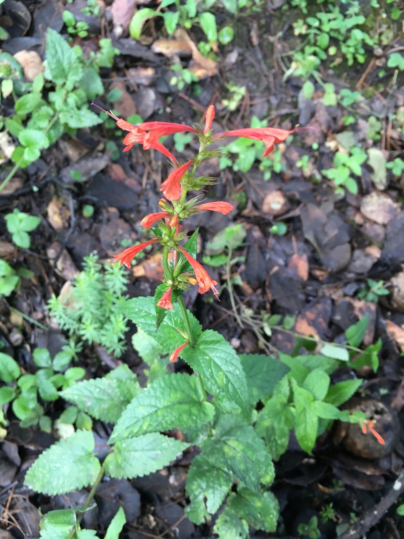 Agastache coccinea photo 5