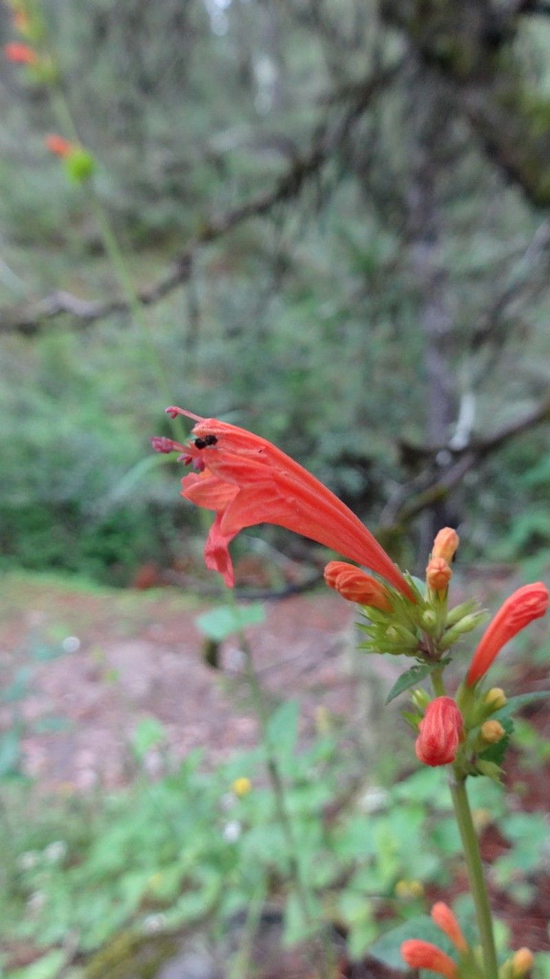 Agastache coccinea photo 6