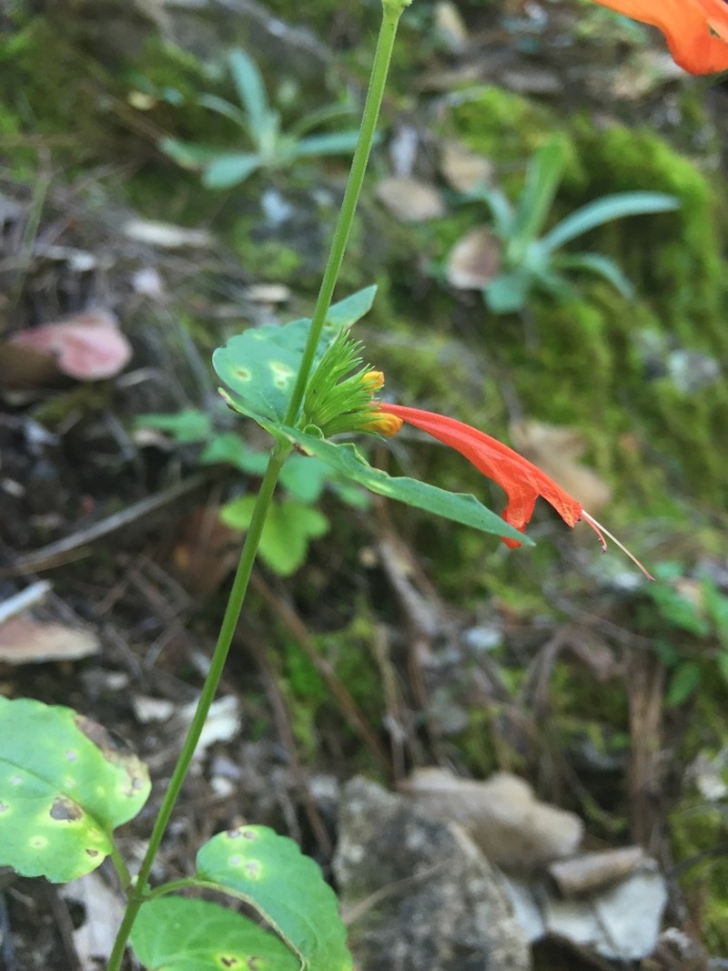 Agastache coccinea photo 7