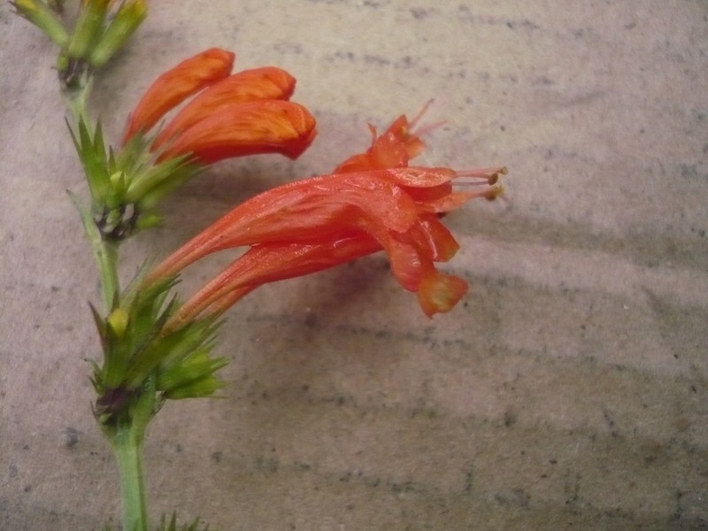 Agastache coccinea photo 8