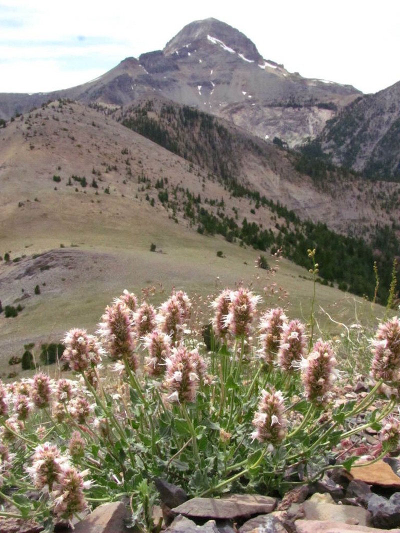 Cusick's Giant Hyssop