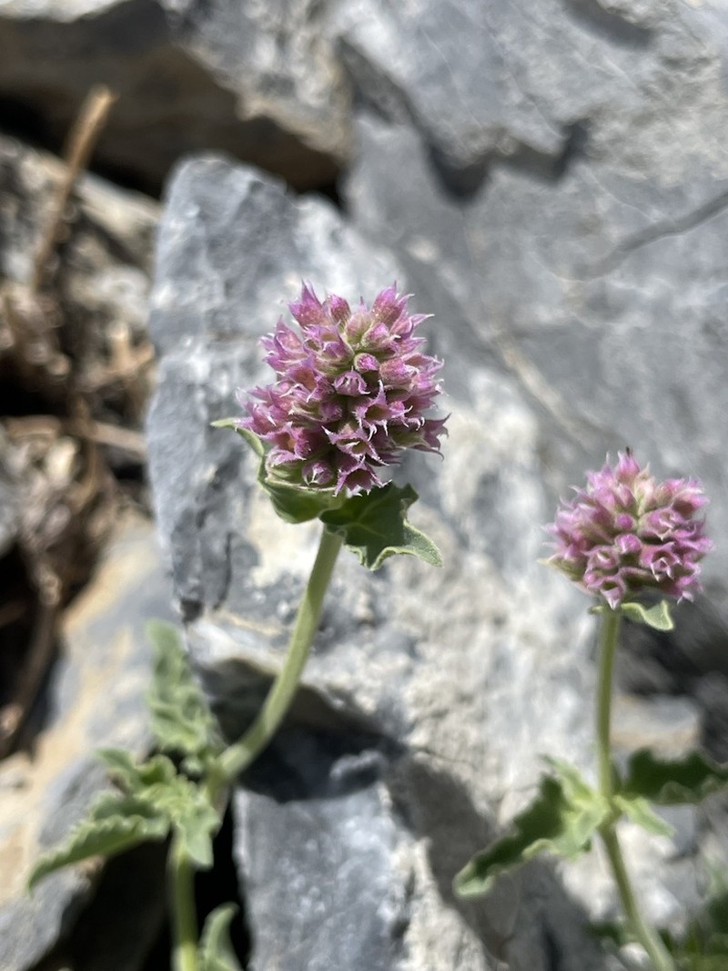 Cusick's Giant Hyssop photo 2