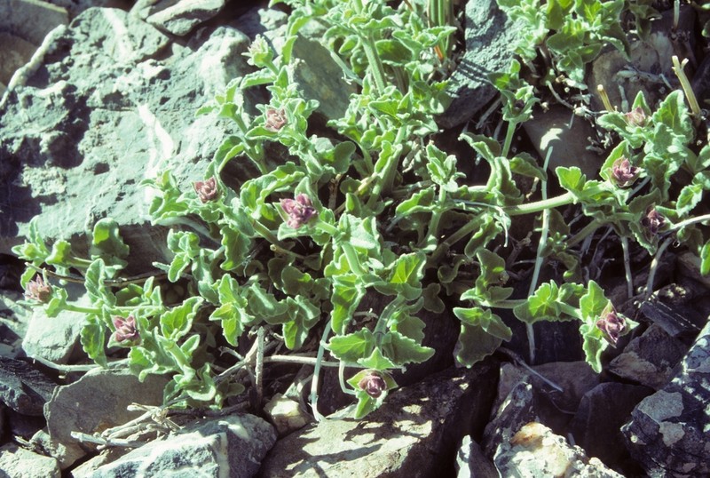 Cusick's Giant Hyssop photo 3