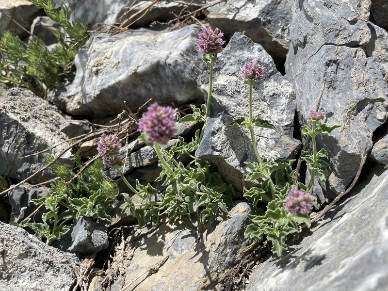 Cusick's Giant Hyssop photo 4