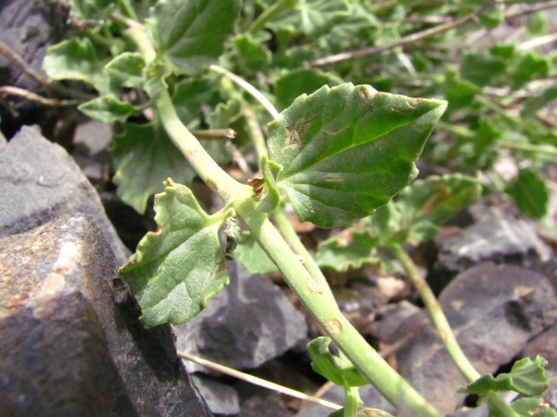 Cusick's Giant Hyssop photo 5