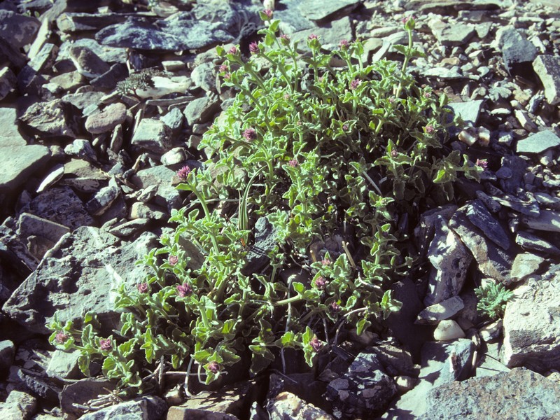 Cusick's Giant Hyssop photo 6