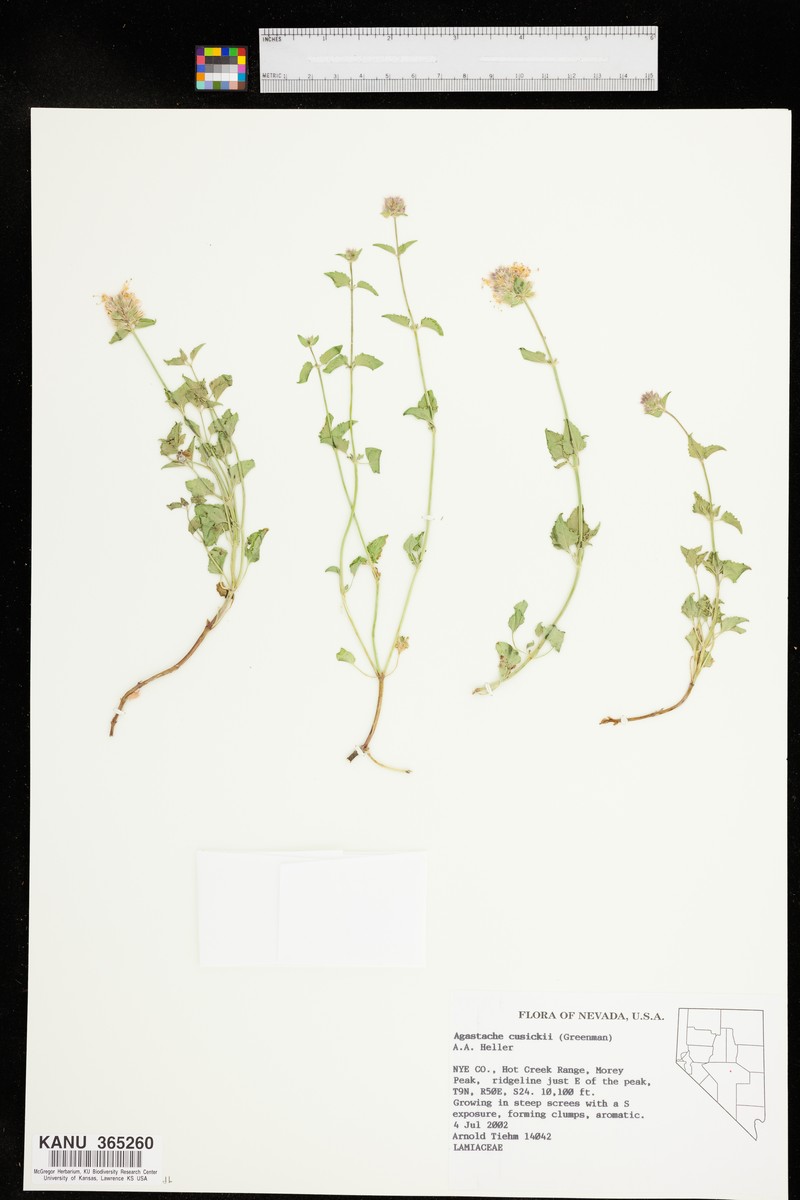 Cusick's Giant Hyssop photo 7