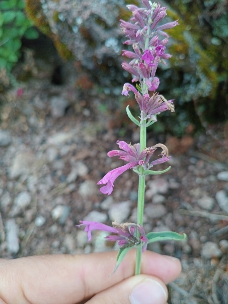 Agastache eplingiana photo 2