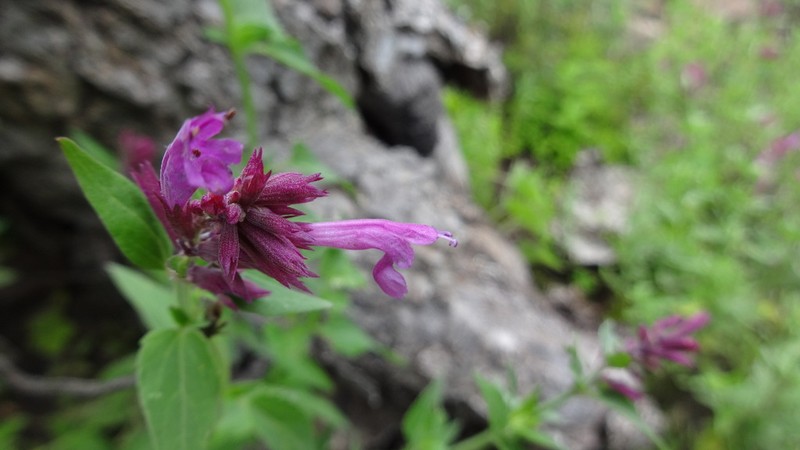 Agastache eplingiana photo 3