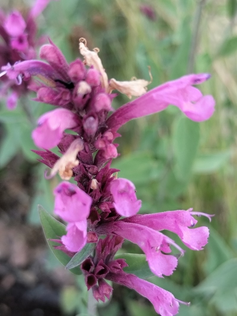 Agastache eplingiana photo 4