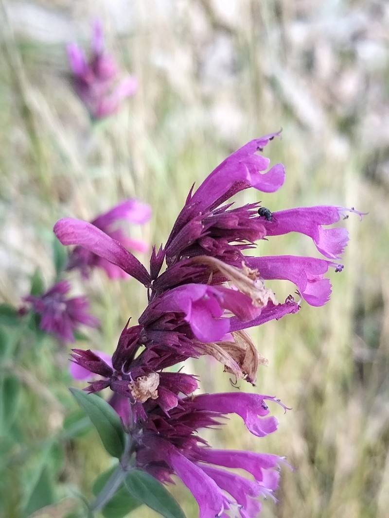 Agastache eplingiana photo 6