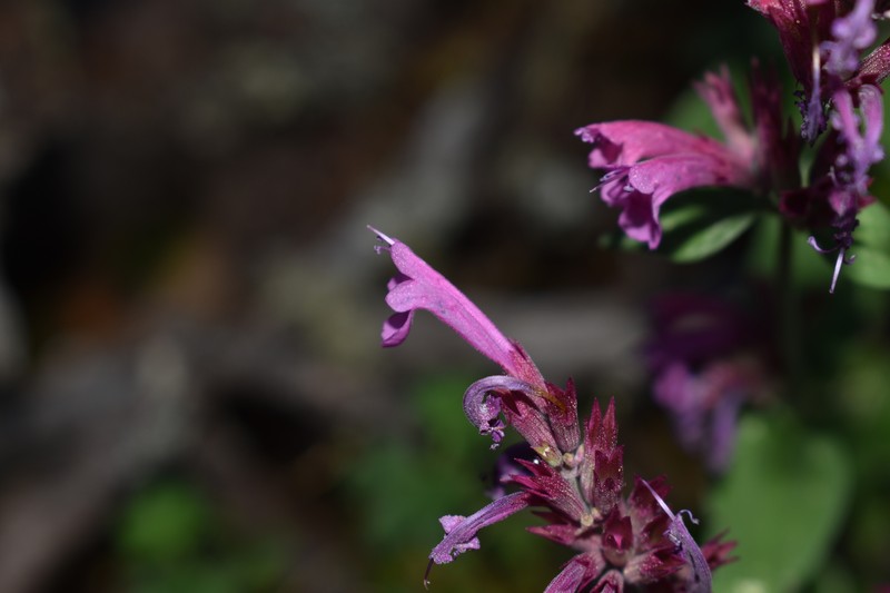 Agastache eplingiana photo 7