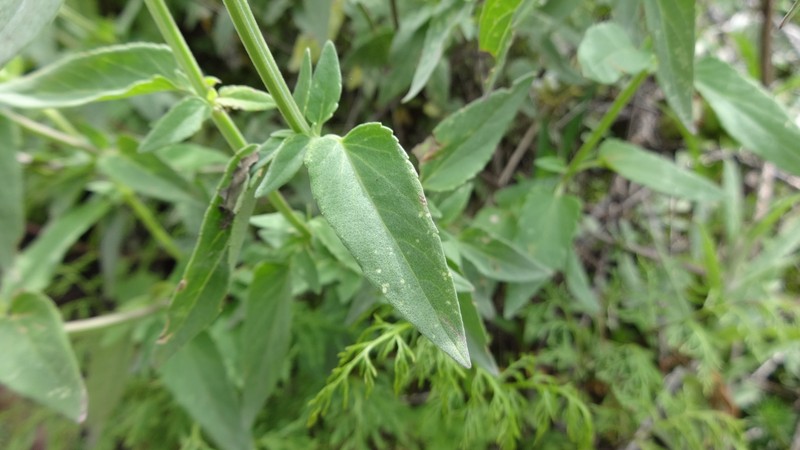 Agastache eplingiana photo 8