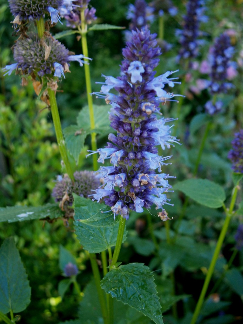 Blue Giant Hyssop