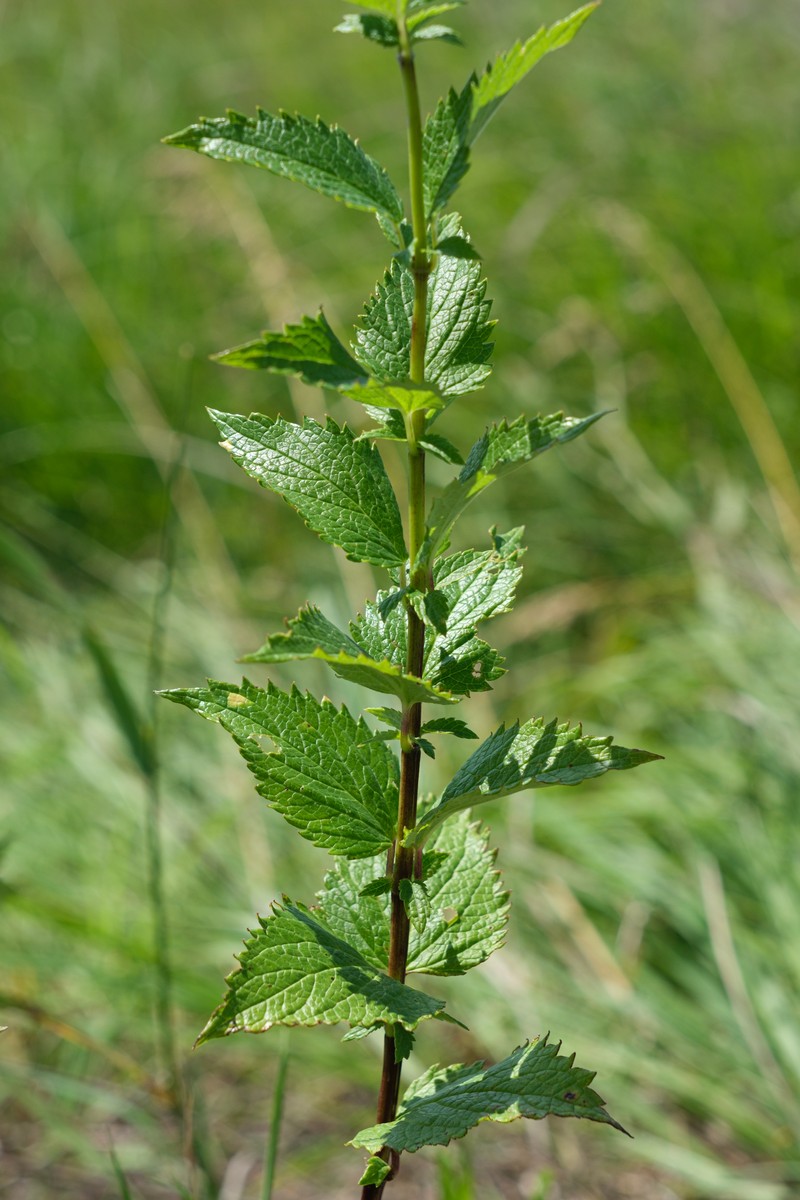 Blue Giant Hyssop photo 2