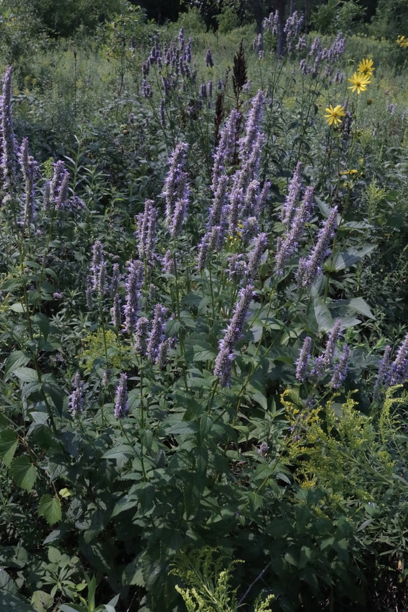 Blue Giant Hyssop photo 3