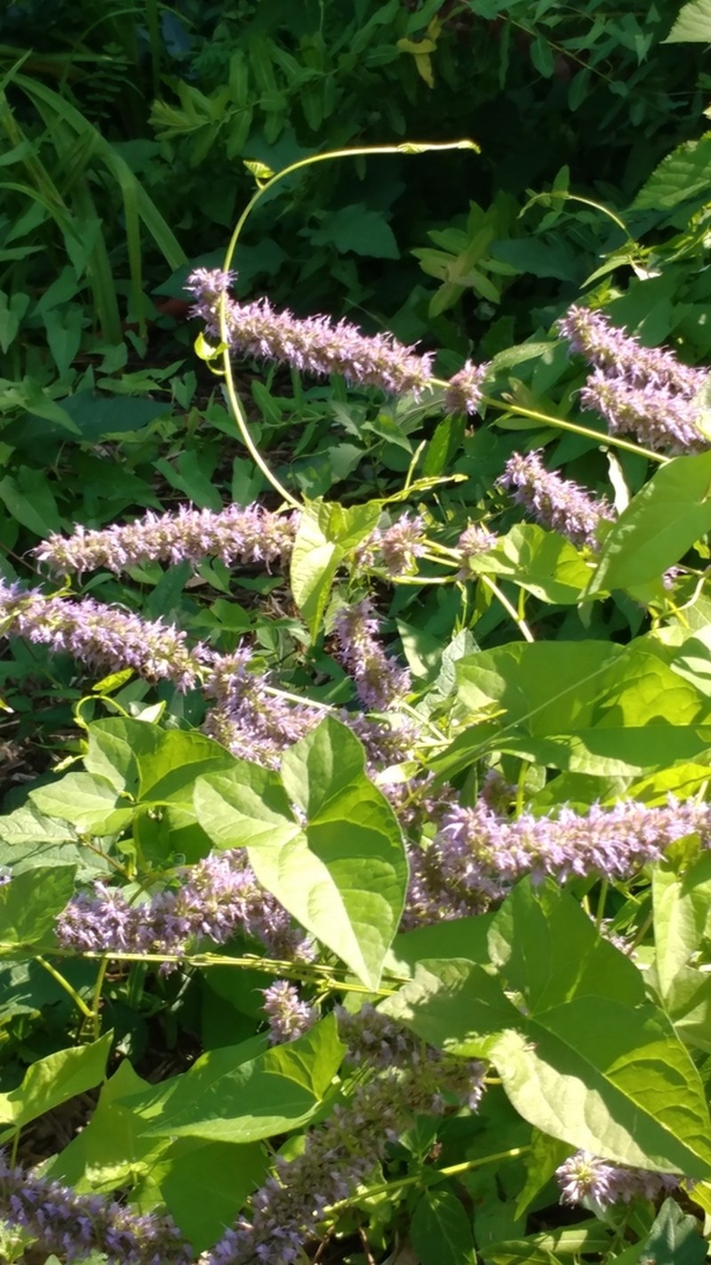 Blue Giant Hyssop photo 4