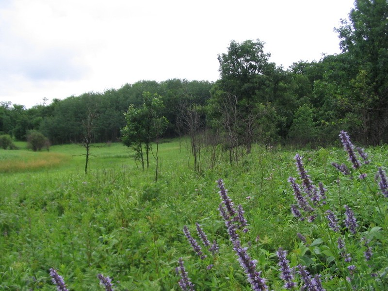 Blue Giant Hyssop photo 5