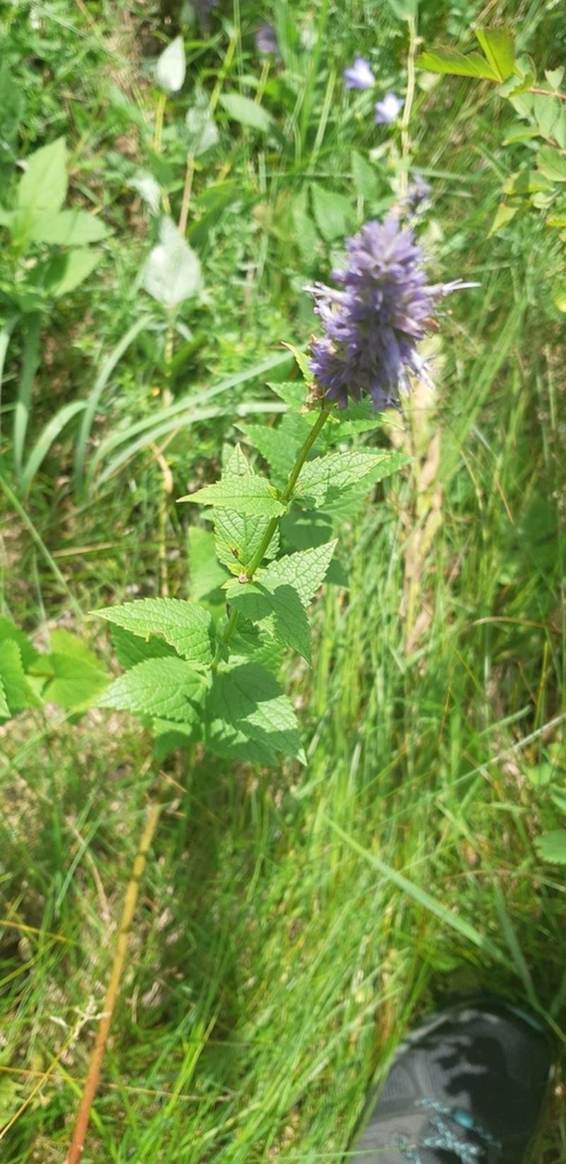 Blue Giant Hyssop photo 6