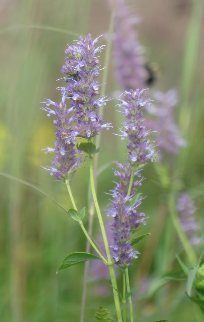 Blue Giant Hyssop photo 7