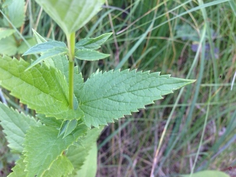 Blue Giant Hyssop photo 8
