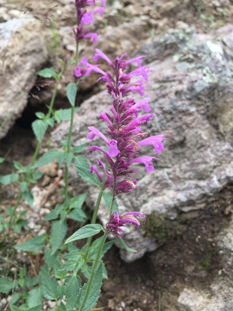 San Luis Mountain Giant Hyssop