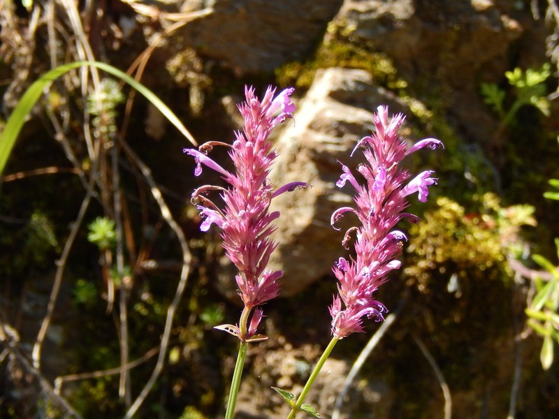 San Luis Mountain Giant Hyssop photo 2