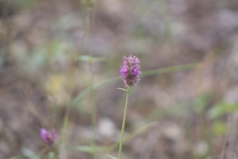San Luis Mountain Giant Hyssop photo 3