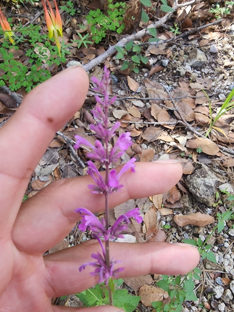 San Luis Mountain Giant Hyssop photo 4