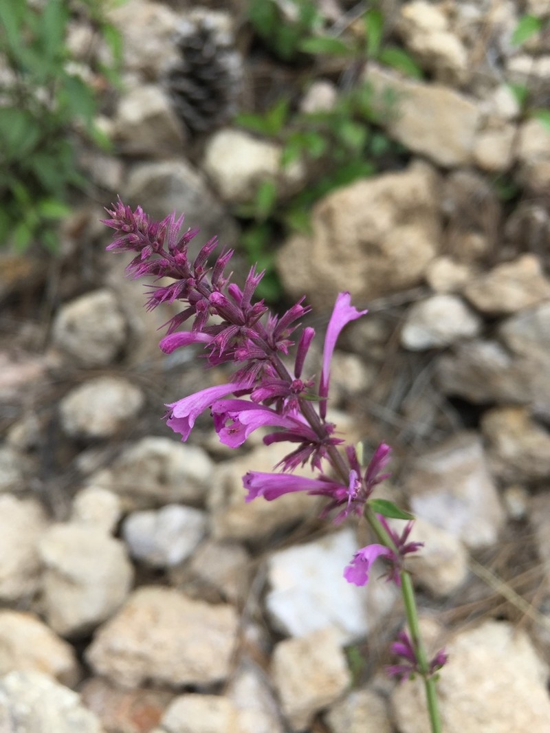 San Luis Mountain Giant Hyssop photo 5