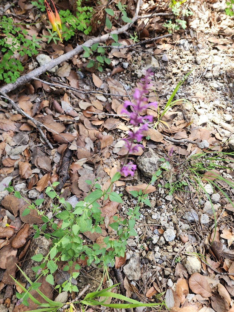 San Luis Mountain Giant Hyssop photo 6
