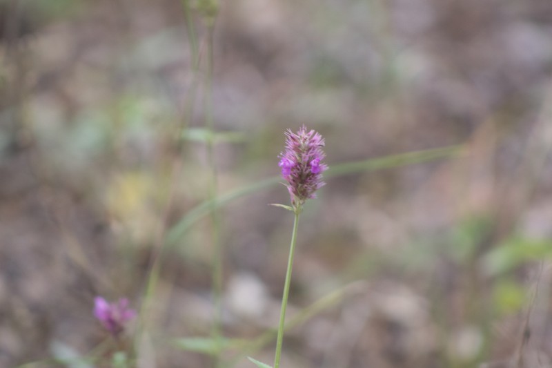 San Luis Mountain Giant Hyssop photo 7