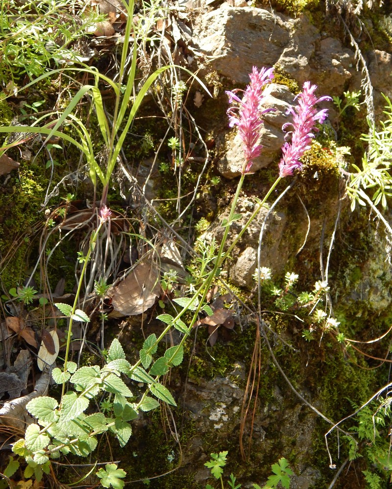 San Luis Mountain Giant Hyssop photo 8