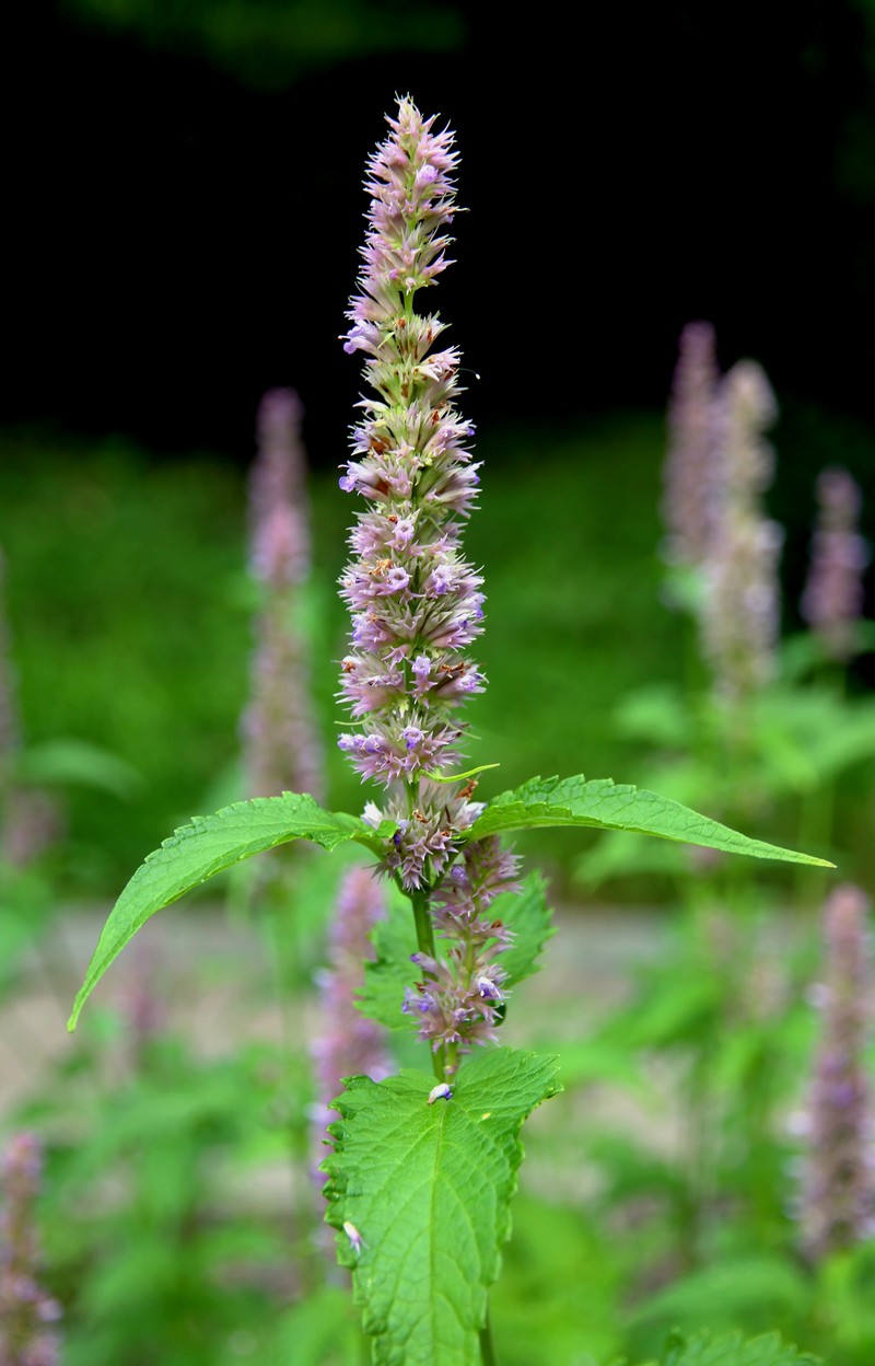 Agastache mexicana photo 2
