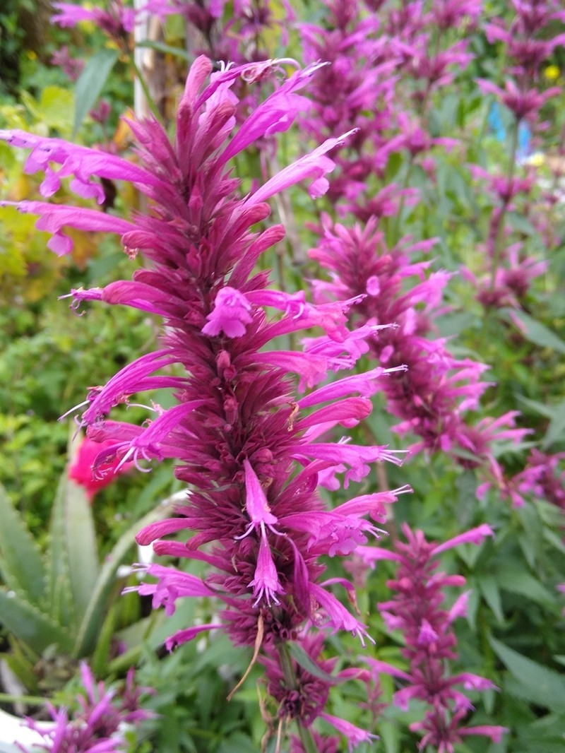 Agastache mexicana photo 3