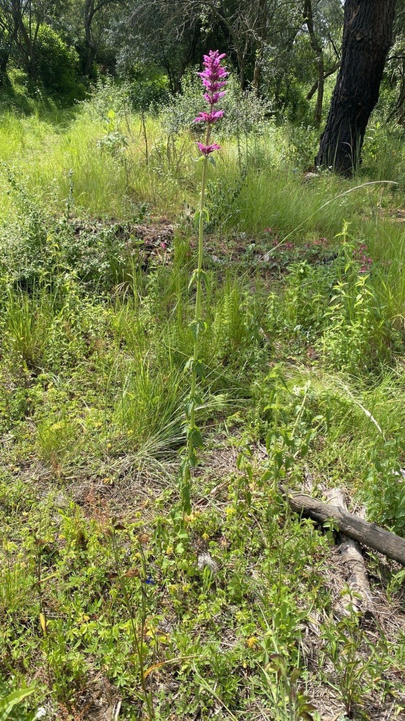 Agastache mexicana photo 4