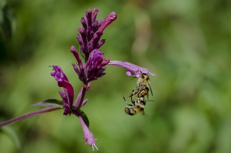 Agastache mexicana photo 5