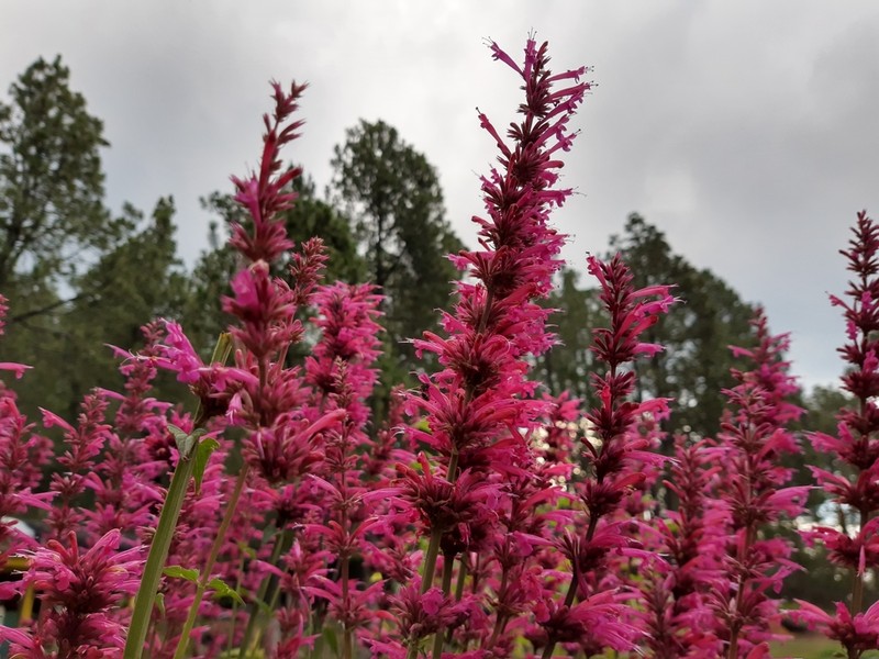 Agastache mexicana photo 6