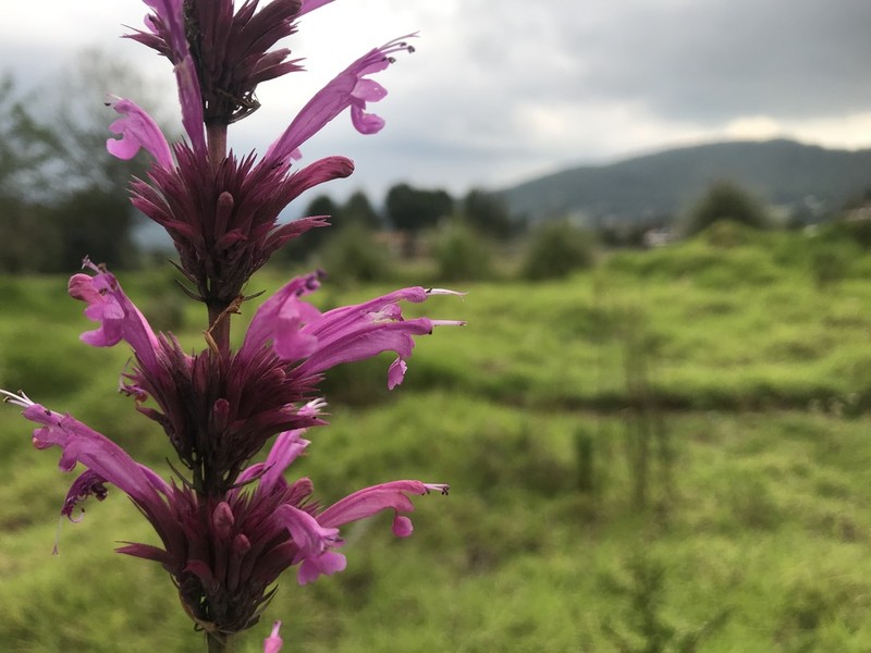 Agastache mexicana photo 7
