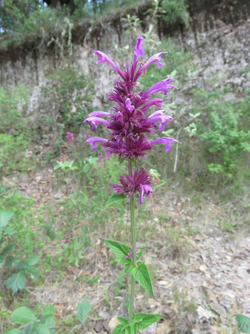 Agastache mexicana photo 8