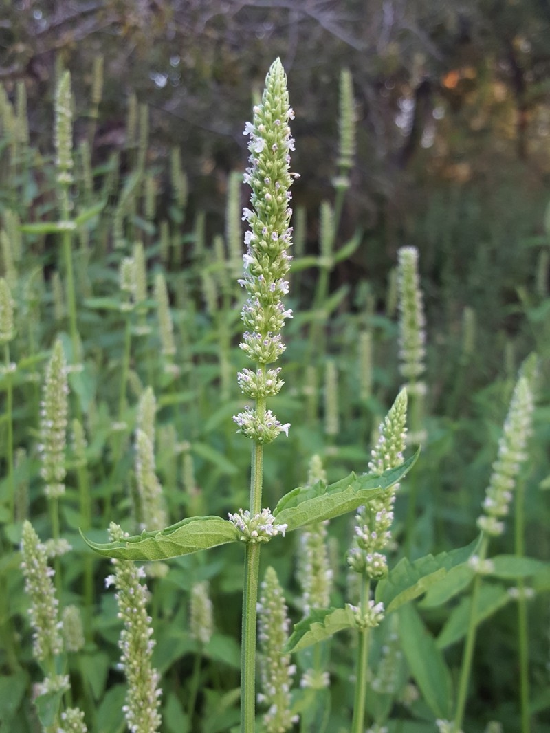 White Giant Hyssop