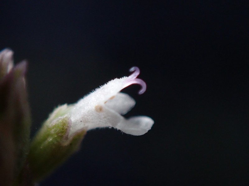 White Giant Hyssop photo 2