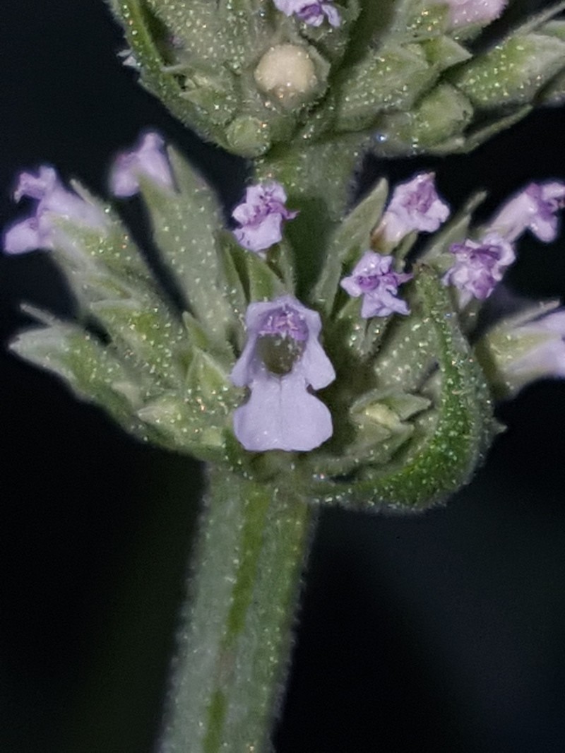White Giant Hyssop photo 3