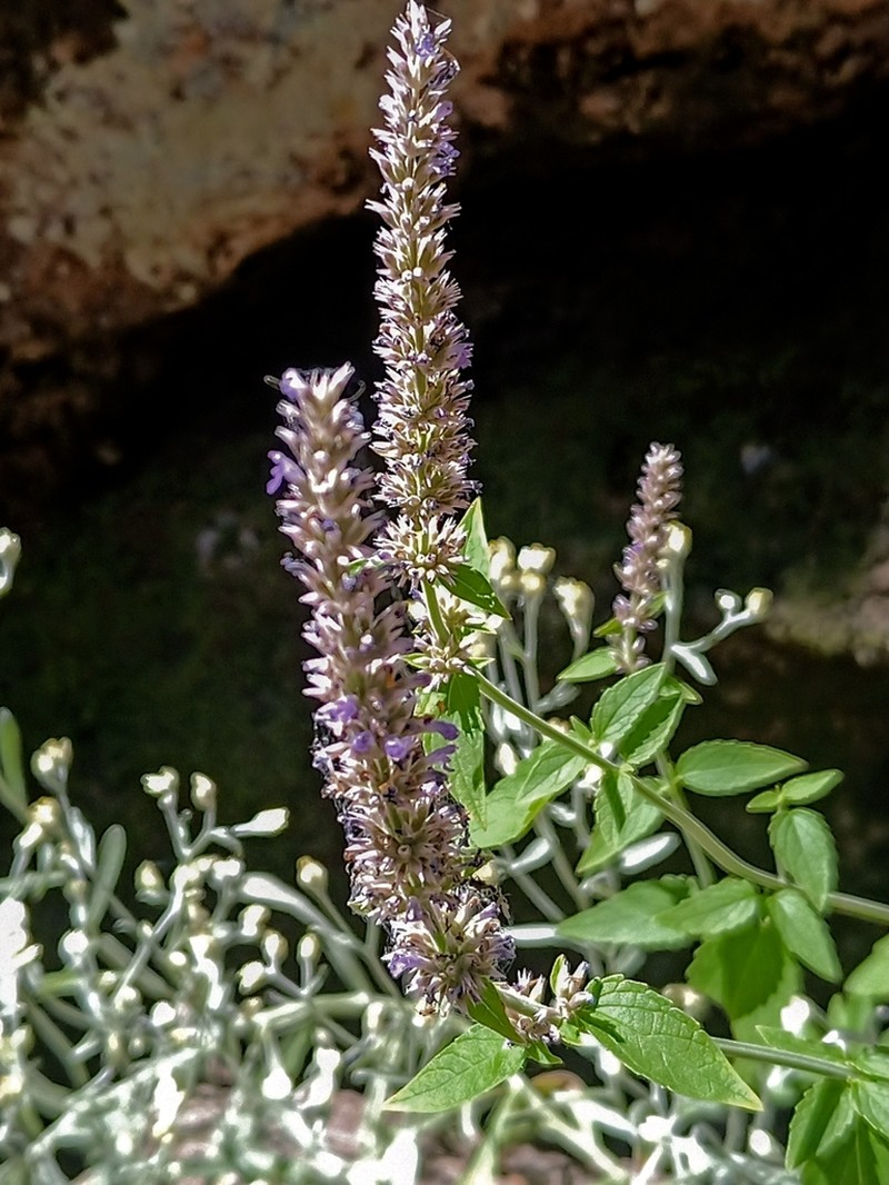 White Giant Hyssop photo 4